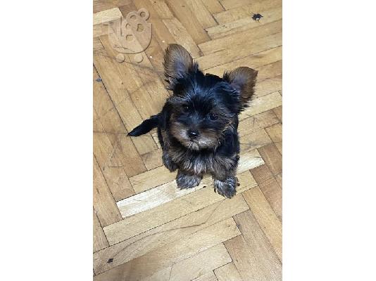 PoulaTo: Mini Yorkies